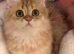 wanya - British Shorthair Cat For Sale - Irvine&comma; CA&comma; US