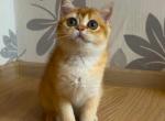 Juliet - British Shorthair Cat For Sale - Glendale&comma; CA&comma; US