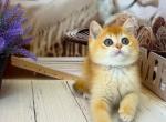 Briz - British Shorthair Cat For Sale - Glendale&comma; CA&comma; US