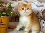 Betty - British Shorthair Cat For Sale - Glendale&comma; CA&comma; US