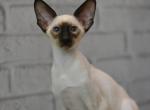 Contrast - Siamese Cat For Sale - Pembroke Pines&comma; FL&comma; US