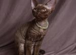 Dixi - Devon Rex Cat For Sale - Norwalk&comma; CT&comma; US