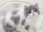 Mickey - Persian Cat For Sale - Hollywood&comma; FL&comma; US