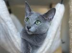 Teffi - Russian Blue Cat For Sale - Hollywood&comma; FL&comma; US