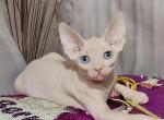 Leia - Sphynx Cat For Sale - Miami&comma; FL&comma; US