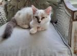 Sugar Cookie - Munchkin Cat For Sale - Salem&comma; OR&comma; US