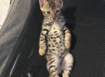 Green - Bengal Kitten For Sale - Tallahassee&comma; FL&comma; US