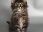 Uranus - Maine Coon Kitten For Sale - Grayslake&comma; IL&comma; US