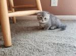 Bridget - Munchkin Kitten For Sale - Molalla&comma; OR&comma; US