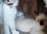 Ragdoll kittens - Ragdoll Cat For Sale - Bigmount&comma; PA&comma; US