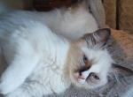 Blaze - Ragdoll Cat For Sale - Bigmount&comma; PA&comma; US