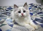 Gertie - Ragdoll Kitten For Sale - Tuscaloosa&comma; AL&comma; US