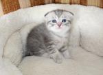 Tema - Scottish Fold Kitten For Sale - Shelby Township&comma; MI&comma; US