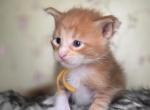 Seville - Maine Coon Kitten For Sale - Braham&comma; MN&comma; US