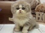 Fedya - Scottish Fold Cat For Sale - Glendale&comma; CA&comma; US