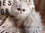 Flat Face Pedigree Persian Male - Persian Cat For Sale - Dallas&comma; TX&comma; US