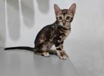 READY NOW TICA Marbled Bengal female Mabelle - Bengal Kitten For Sale - Daytona Beach&comma; FL&comma; US