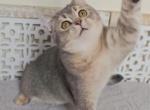COSMO - Scottish Straight Kitten For Sale