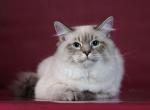 Tiger - Siberian Cat For Sale - MI&comma; US