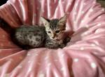 Brody & Codie GENETTA - Bengal Cat For Sale - FL&comma; US