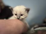 Midnight - Siamese Kitten For Sale - Plainfield&comma; IN&comma; US