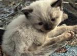 Thor - Balinese Kitten For Sale - Plainfield&comma; IN&comma; US