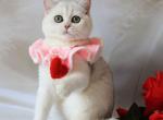Ornella - British Shorthair Cat For Sale - Pembroke Pines&comma; FL&comma; US