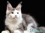 Commander - Maine Coon Cat For Sale - Miami&comma; FL&comma; US