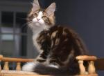 Orlando - Maine Coon Cat For Sale - Miami&comma; FL&comma; US