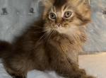 Ralphy - British Shorthair Cat For Sale - Houston&comma; TX&comma; US
