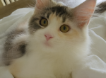 Female Torbi Poly - Maine Coon Cat For Sale - Perry&comma; FL&comma; US