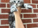 Baby A Polydactyl - Maine Coon Cat For Sale - Kansas City&comma; MO&comma; US
