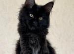 Sayana - Maine Coon Cat For Sale - Miami&comma; FL&comma; US