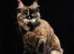 Yara - Maine Coon Cat For Sale - Hollywood&comma; FL&comma; US