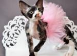 Lola - Devon Rex Cat For Sale - Norwalk&comma; CT&comma; US