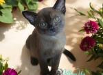 Vienne - Burmese Cat For Sale - Miami&comma; FL&comma; US
