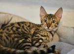 REDUCED F3 Zendaya - Savannah Cat For Sale - Lakeland&comma; FL&comma; US