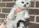 girl kitten 3 - British Shorthair Kitten For Sale - Maineville&comma; OH&comma; US