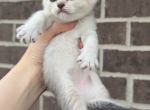 girl kitten 4 - Scottish Fold Kitten For Sale - Maineville&comma; OH&comma; US