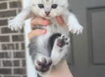 girl kitten 5 - British Shorthair Kitten For Sale - Maineville&comma; OH&comma; US