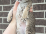 girl kitten 6 - Scottish Fold Kitten For Sale - Maineville&comma; OH&comma; US