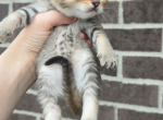 boy 7 - British Shorthair Kitten For Sale - Maineville&comma; OH&comma; US
