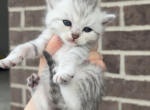boy 8 - British Shorthair Kitten For Sale - Maineville&comma; OH&comma; US