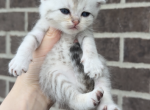 boy 9 - Scottish Fold Kitten For Sale - Maineville&comma; OH&comma; US