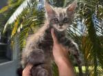 Blossom - Maine Coon Cat For Sale - Hollywood&comma; FL&comma; US