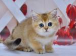 Frida - British Shorthair Kitten For Sale - Los Angeles&comma; CA&comma; US