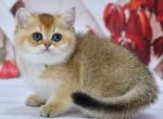 Farik - British Shorthair Kitten For Sale - Los Angeles&comma; CA&comma; US