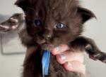 Mr bear - Maine Coon Cat For Sale - Turlock&comma; CA&comma; US