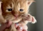 Cheeto - Maine Coon Cat For Sale - Turlock&comma; CA&comma; US
