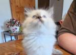 Himalayan Tortie Point - Himalayan Kitten For Sale - Van Horne&comma; IA&comma; US